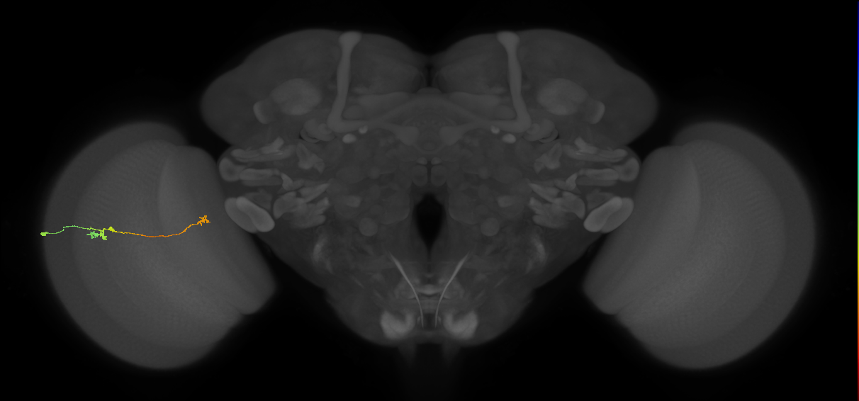 Tm5a_L (MaleCNS:537988)