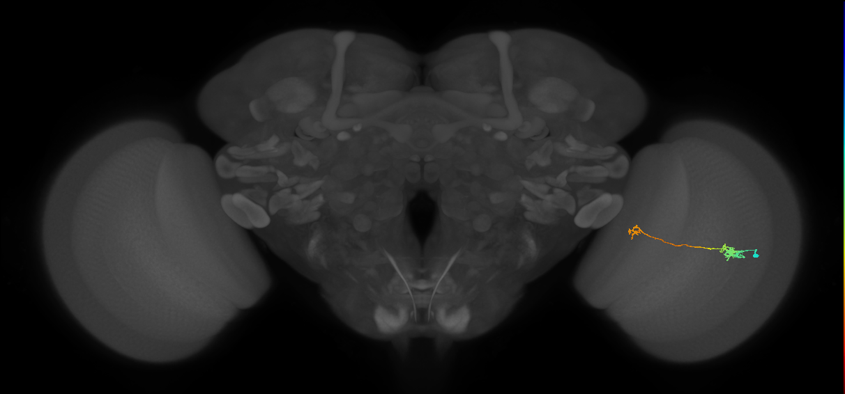 Tm5a_R (MaleCNS:100625)