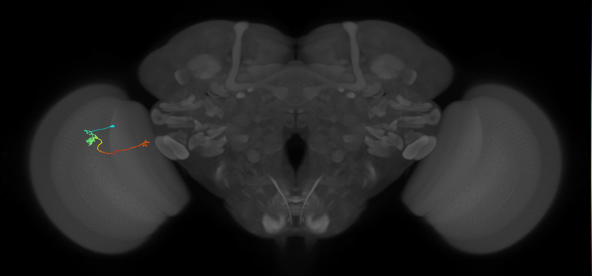 Tm5a_L (MaleCNS:522398)