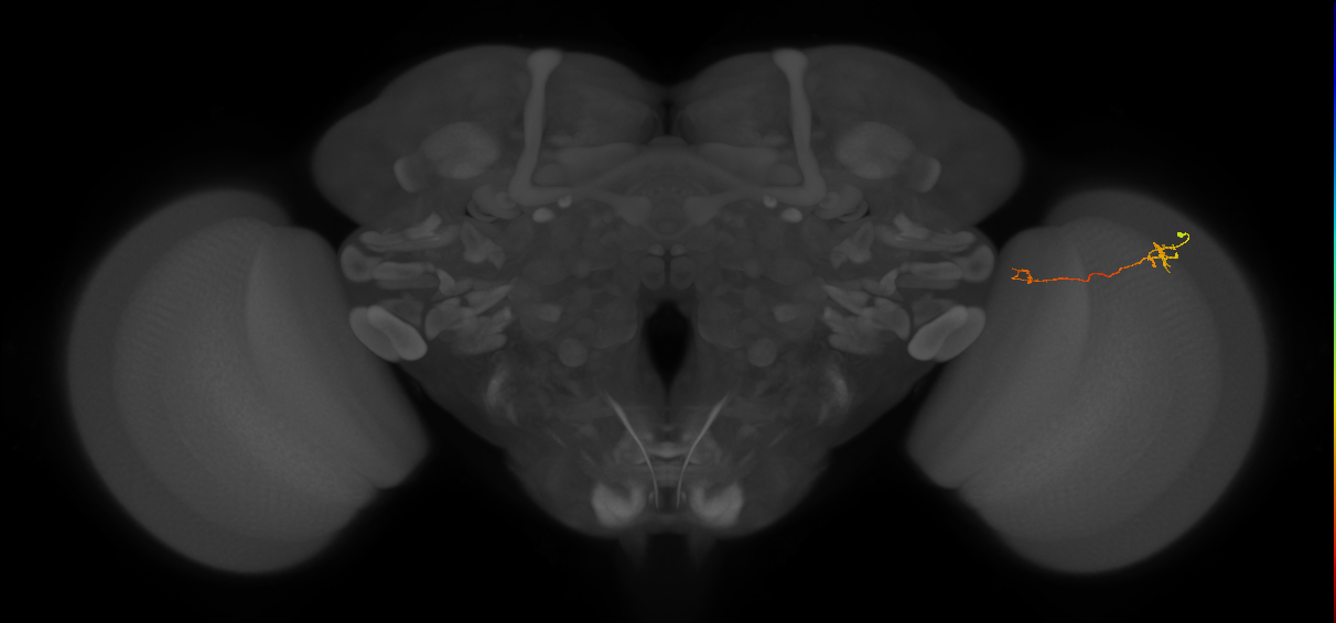 Tm5a_R (MaleCNS:152865)