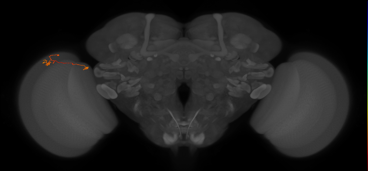 Tm5a_L (MaleCNS:217519)