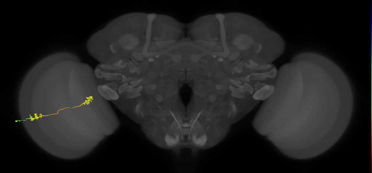 Tm5a_L (MaleCNS:73920)