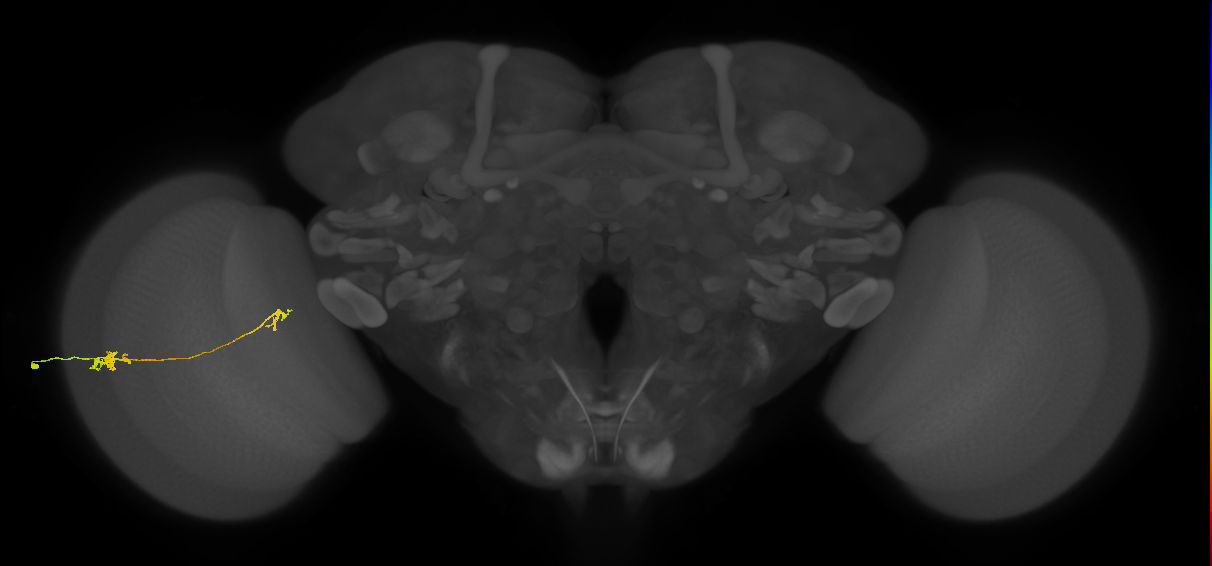 Tm5a_L (MaleCNS:142539)