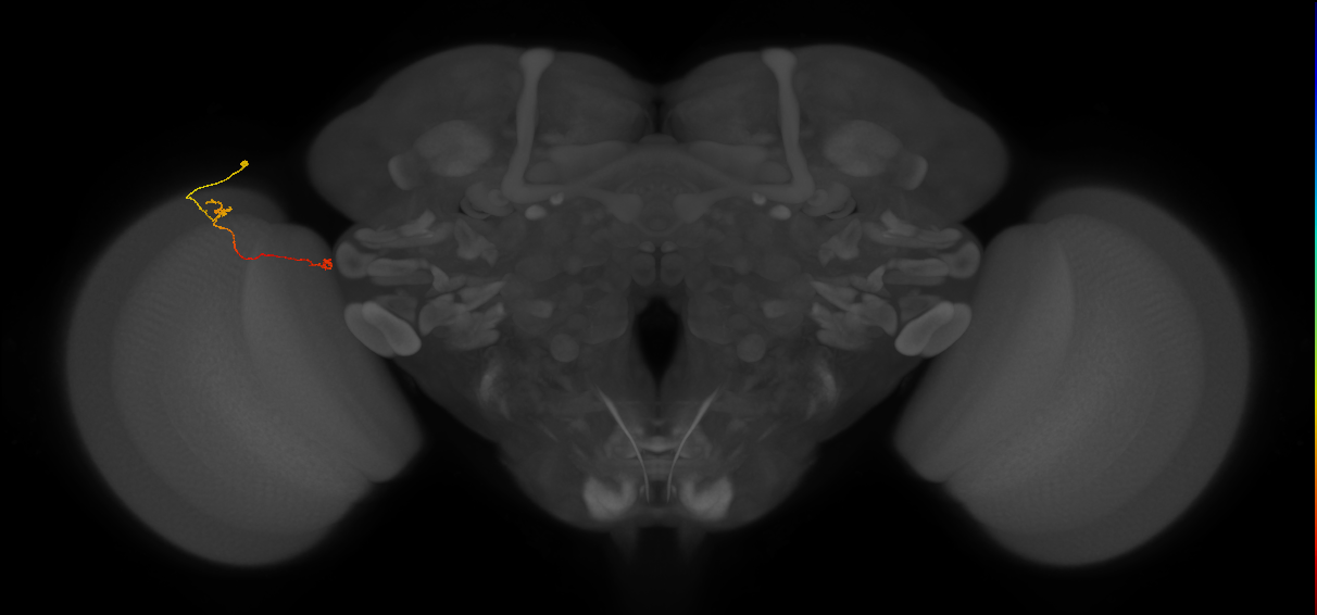 Tm5a_L (MaleCNS:210809)