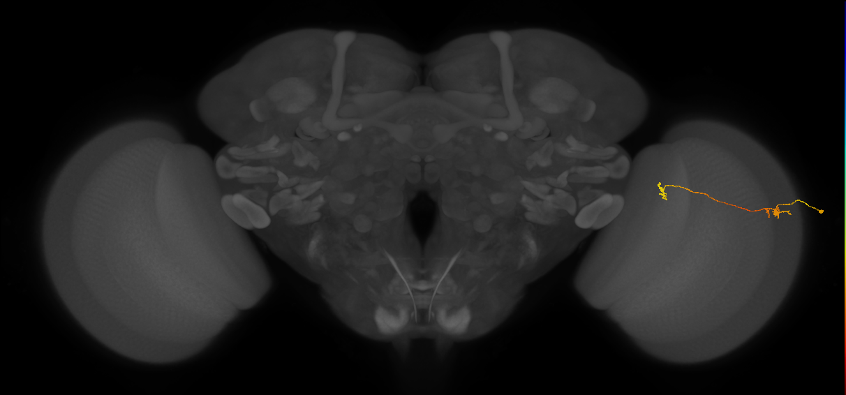Tm5a_R (MaleCNS:554488)