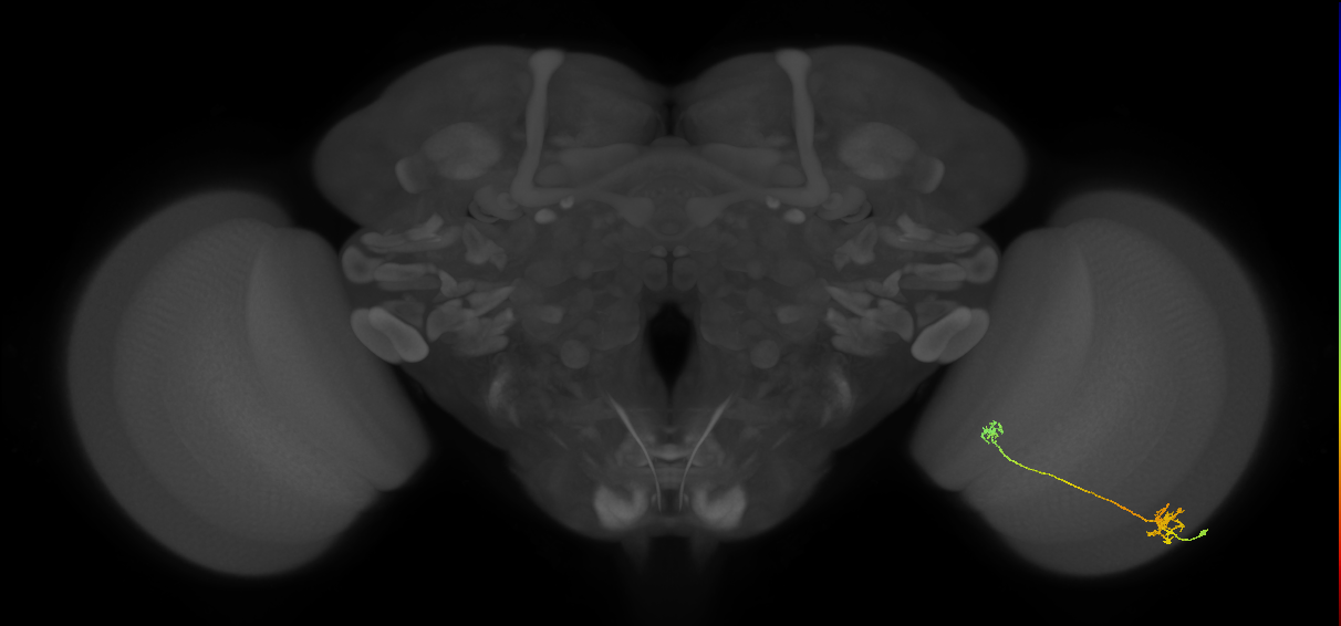 Tm5a_R (MaleCNS:78568)