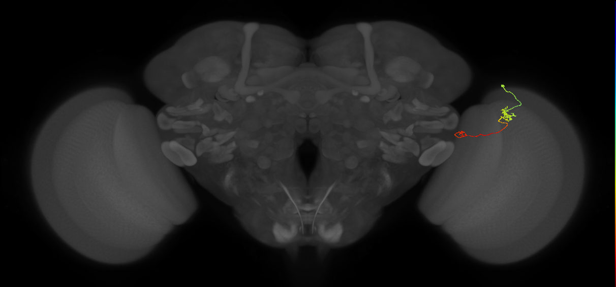 Tm5a_R (MaleCNS:145775)