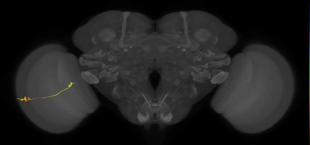 Tm5a_L (MaleCNS:532876)