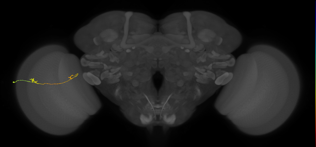 Tm5a_L (MaleCNS:544944)