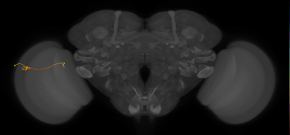 Tm5a_L (MaleCNS:135637)