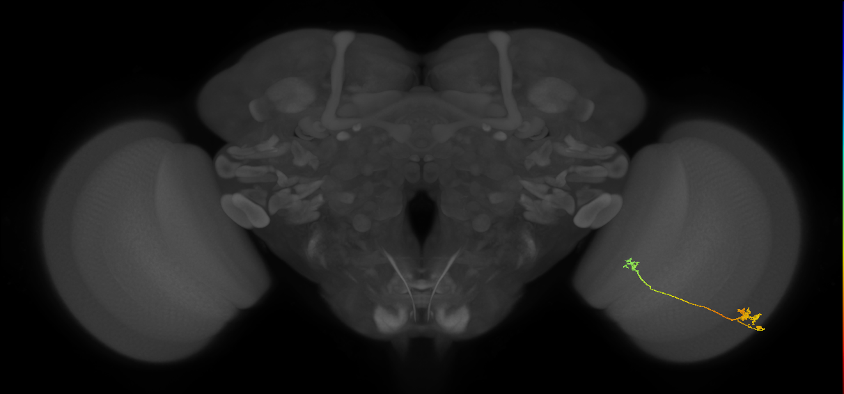 Tm5a_R (MaleCNS:75442)