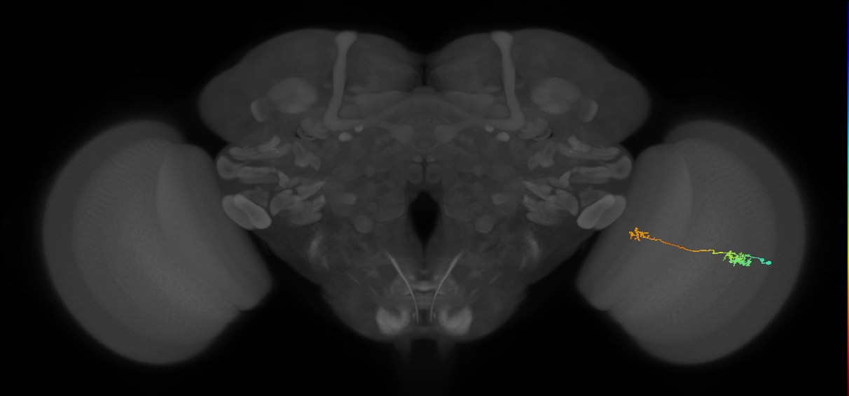 Tm5a_R (MaleCNS:98248)
