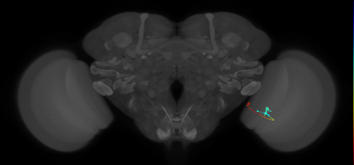 Tm5a_R (MaleCNS:156979)