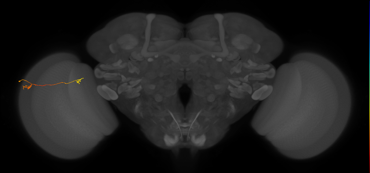 Tm5a_L (MaleCNS:154164)