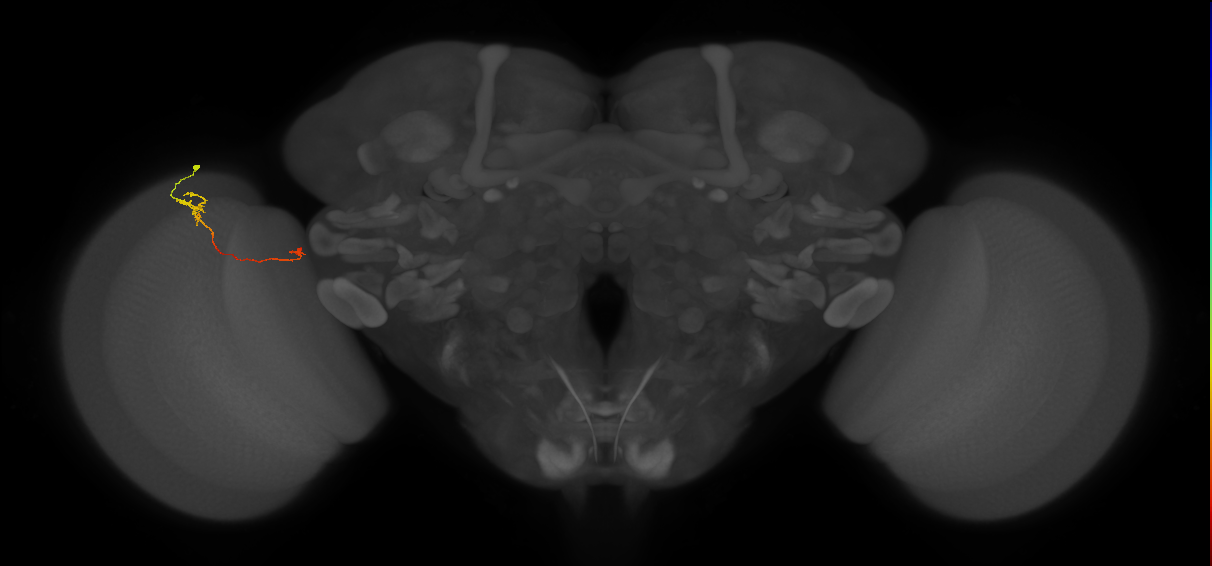 Tm5a_L (MaleCNS:151527)