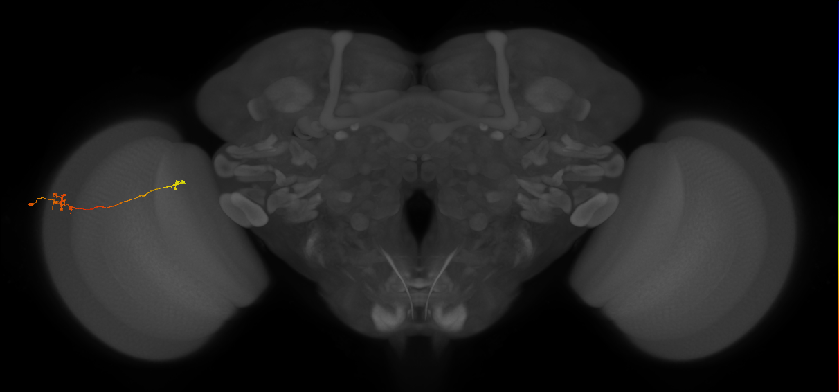 Tm5a_L (MaleCNS:301547)