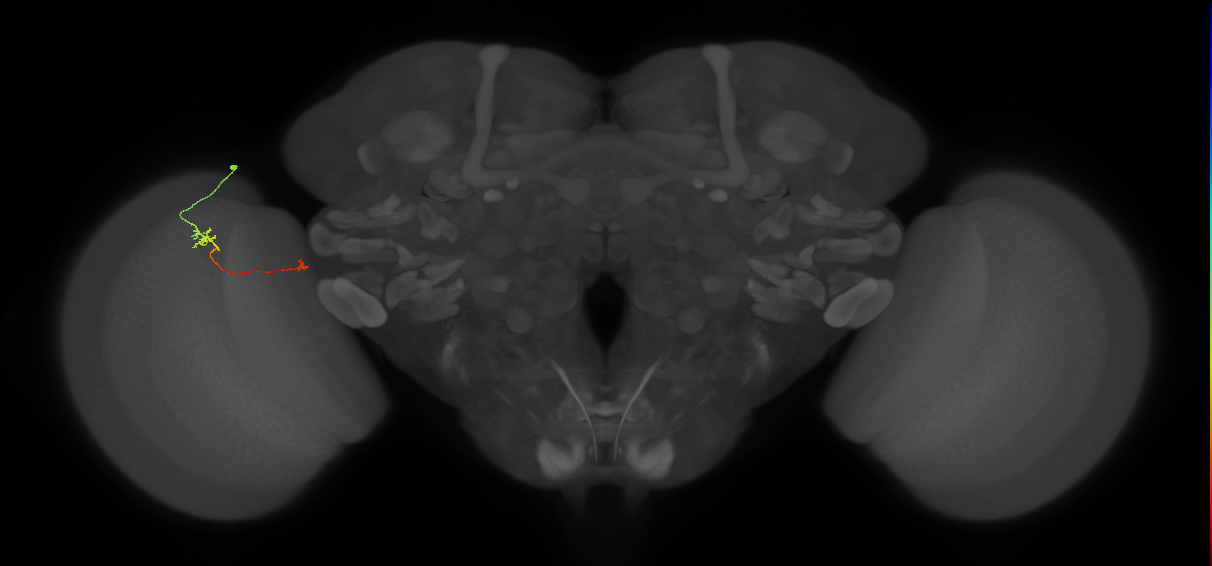 Tm5a_L (MaleCNS:213615)