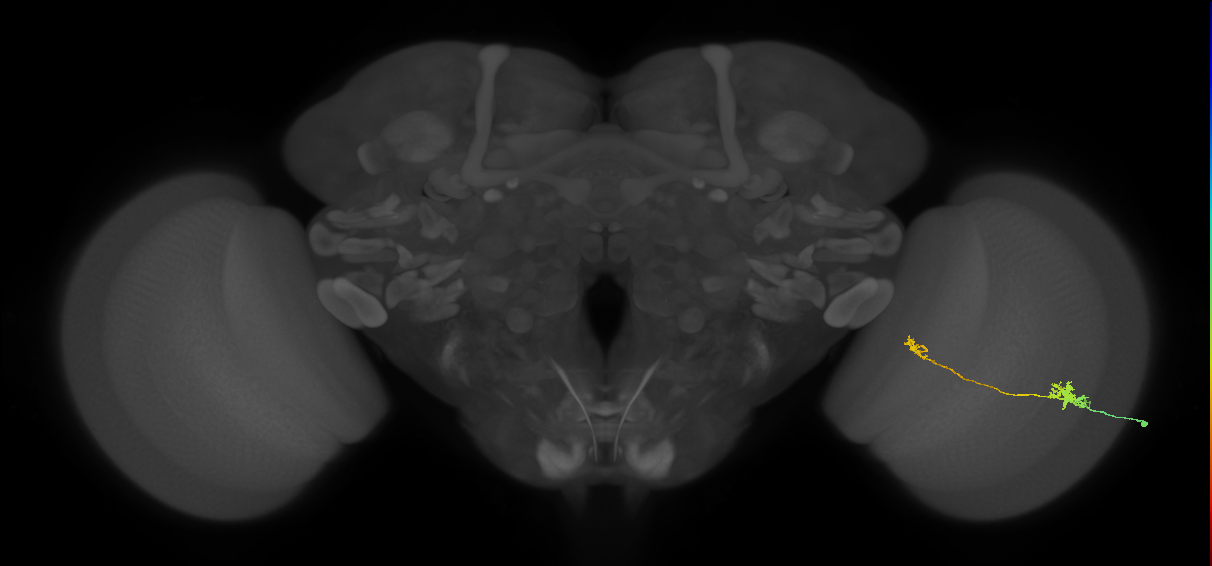 Tm5a_R (MaleCNS:84066)