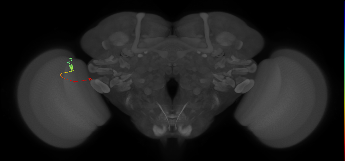 Tm5a_L (MaleCNS:153673)
