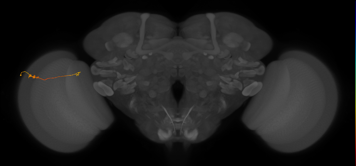 Tm5a_L (MaleCNS:155850)