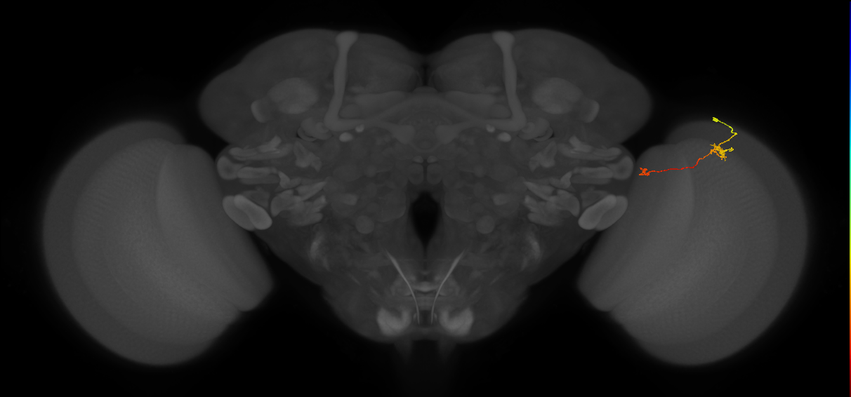 Tm5a_R (MaleCNS:136502)