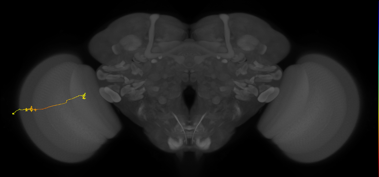 Tm5a_L (MaleCNS:117772)