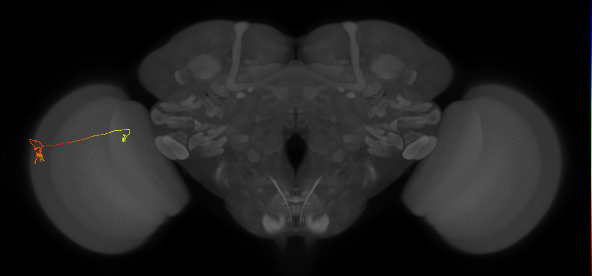 Tm5a_L (MaleCNS:206712)