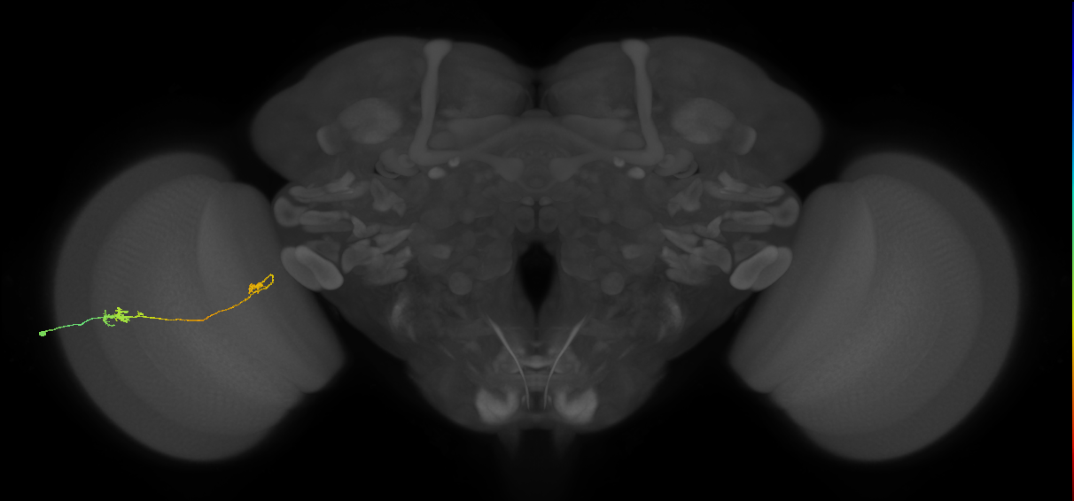 Tm5a_L (MaleCNS:92771)