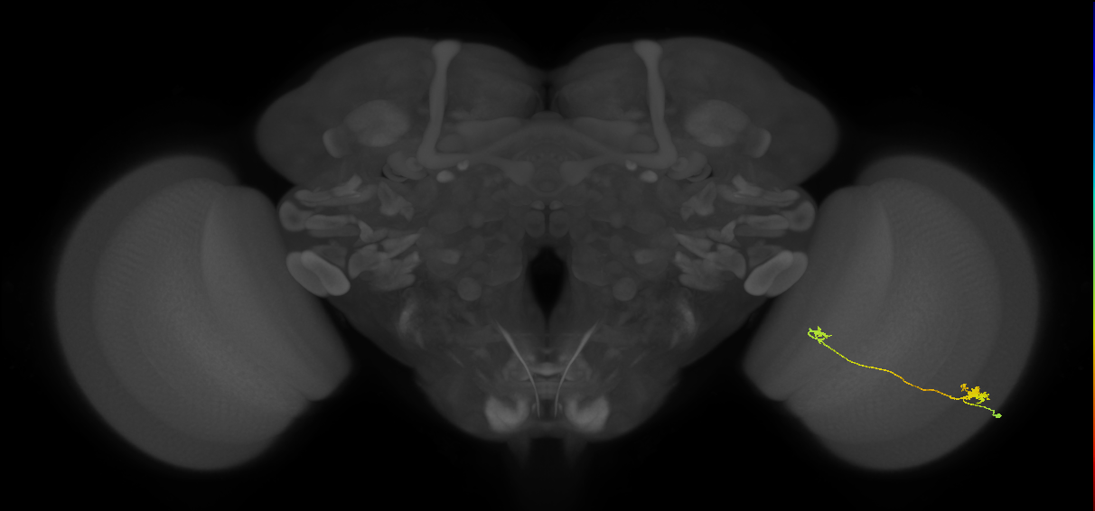 Tm5a_R (MaleCNS:85961)