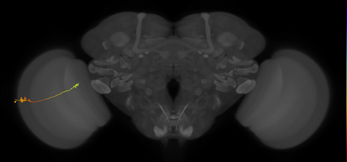 Tm5a_L (MaleCNS:120571)
