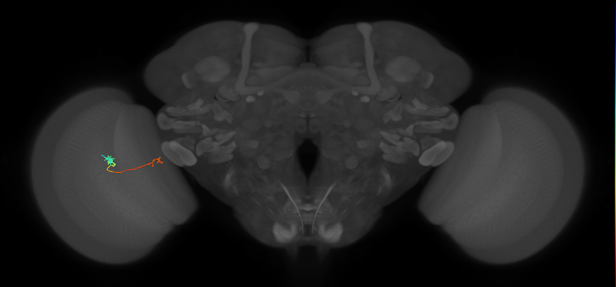 Tm5a_L (MaleCNS:524180)
