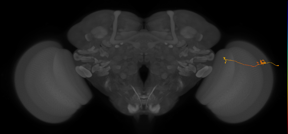 Tm5a_R (MaleCNS:183937)