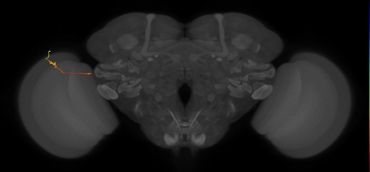 Tm5a_L (MaleCNS:546142)