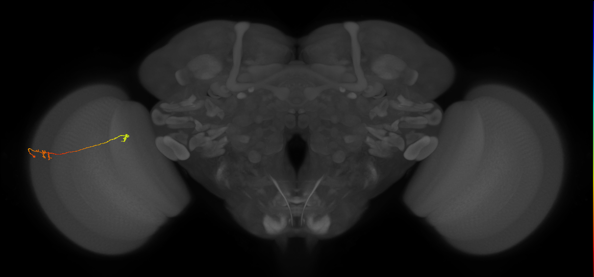 Tm5a_L (MaleCNS:270711)