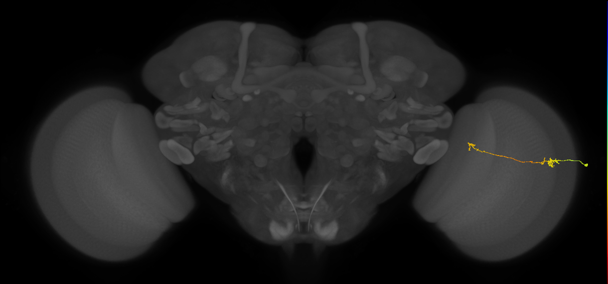 Tm5a_R (MaleCNS:135061)