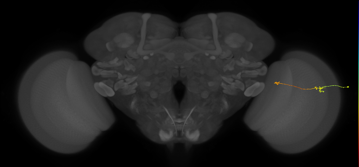 Tm5a_R (MaleCNS:204843)