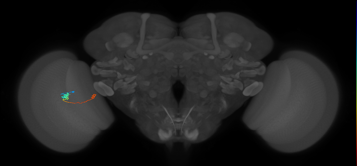 Tm5a_L (MaleCNS:546960)