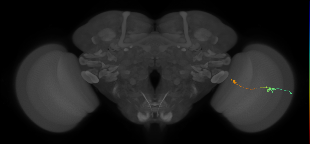 Tm5a_R (MaleCNS:115951)
