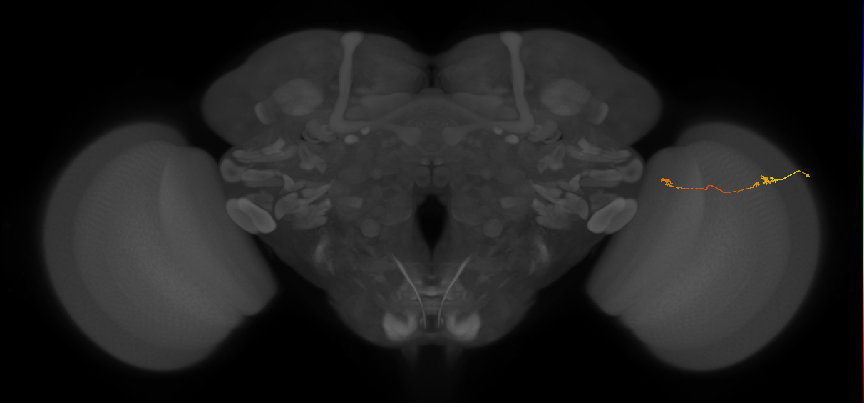 Tm5a_R (MaleCNS:156263)