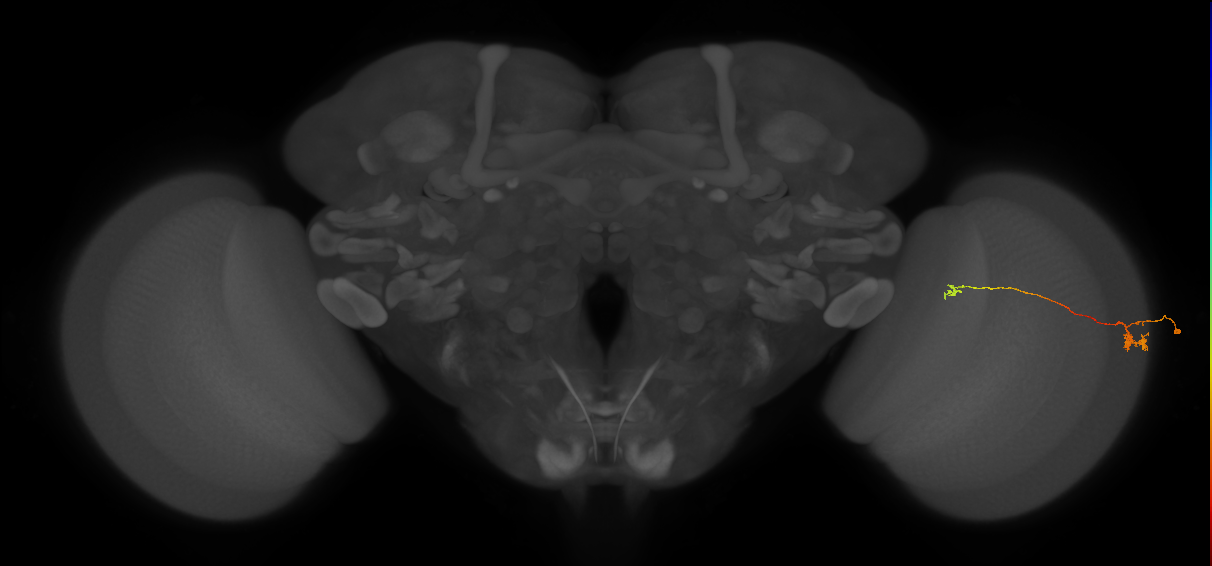 Tm5a_R (MaleCNS:118735)