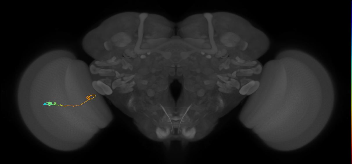 Tm5a_L (MaleCNS:124138)