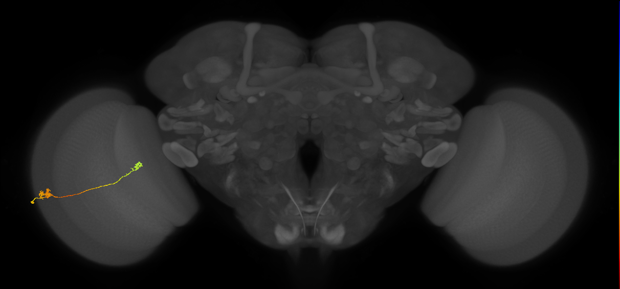 Tm5a_L (MaleCNS:548439)