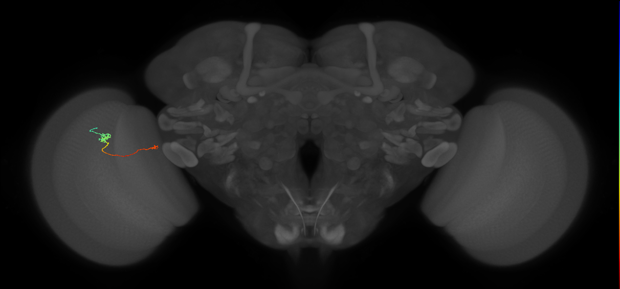 Tm5a_L (MaleCNS:228229)