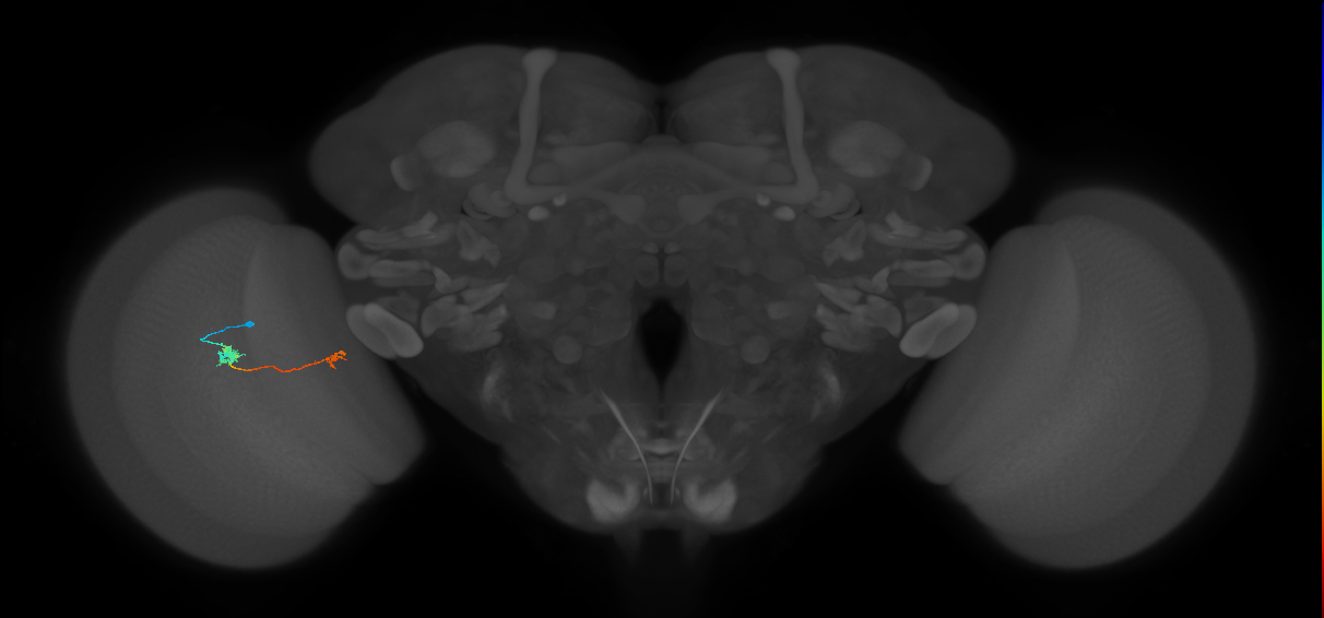 Tm5a_L (MaleCNS:533887)