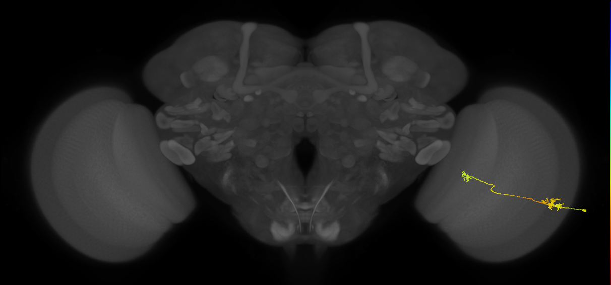 Tm5a_R (MaleCNS:78565)