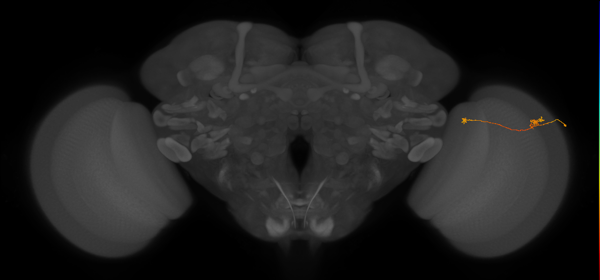 Tm5a_R (MaleCNS:144088)