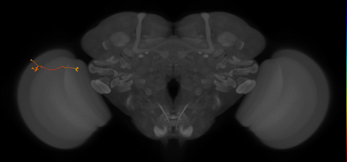 Tm5a_L (MaleCNS:151190)