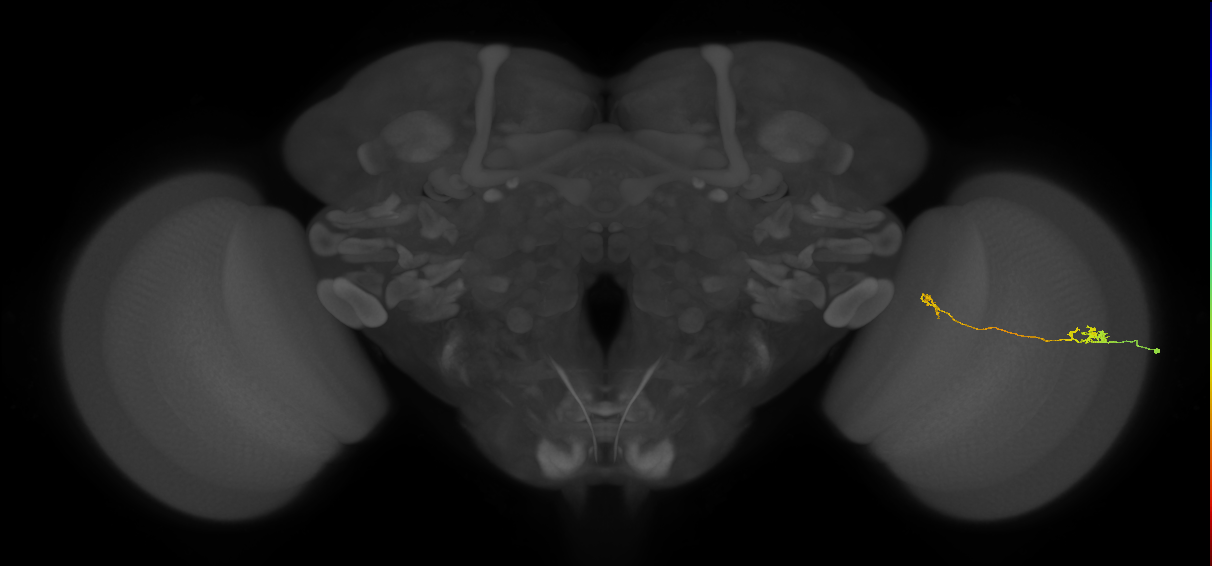 Tm5a_R (MaleCNS:176404)