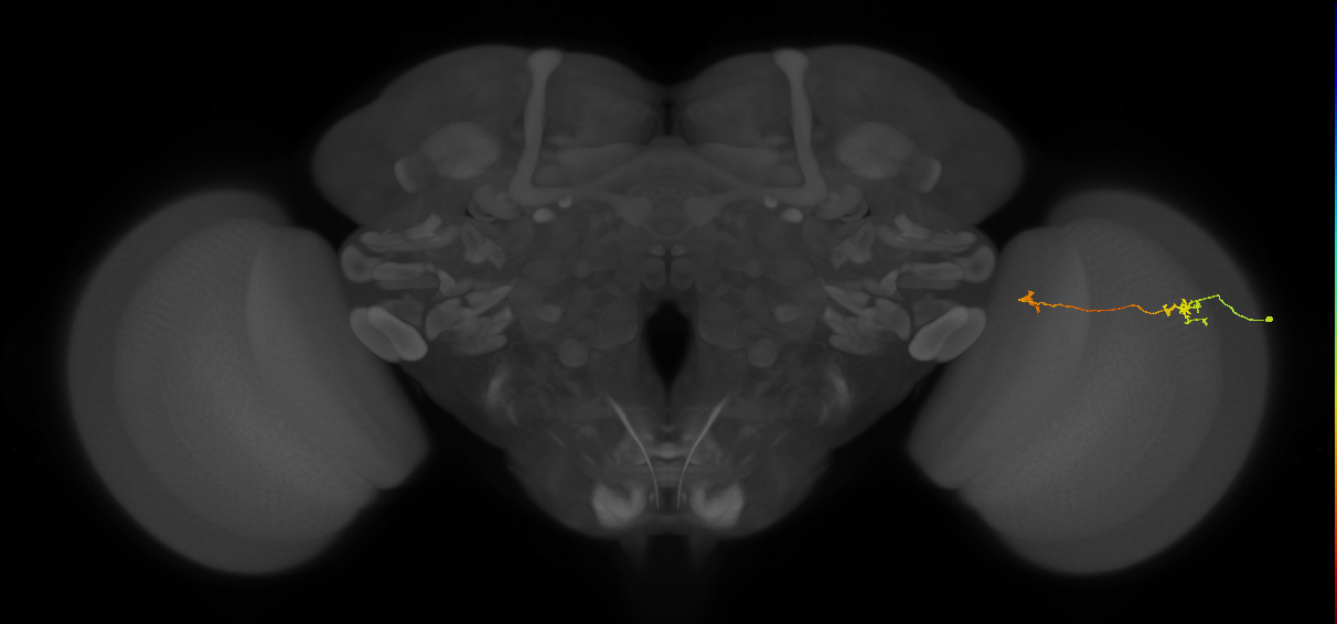Tm5a_R (MaleCNS:133320)