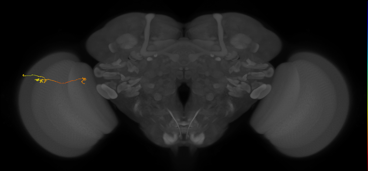 Tm5a_L (MaleCNS:201538)
